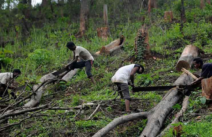 Chandu_Tree_Cutting_Services_Slides2